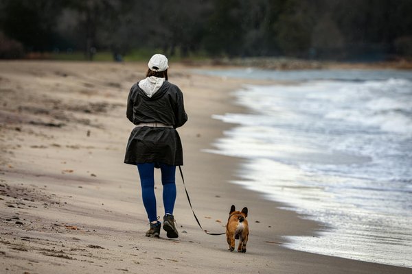 Le berger américain miniature : un compagnon idéal en appartement