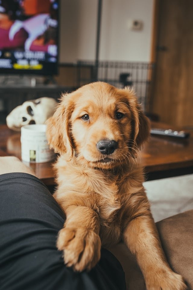 Quels exercices d'équilibre sont bénéfiques pour un chien de race ...