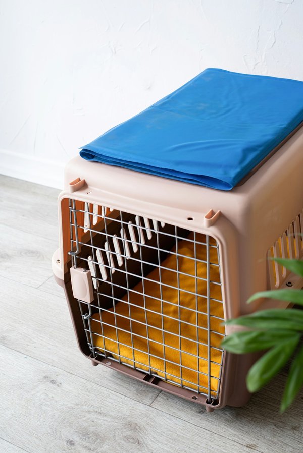 Guide complet pour choisir une cage de transport octodon