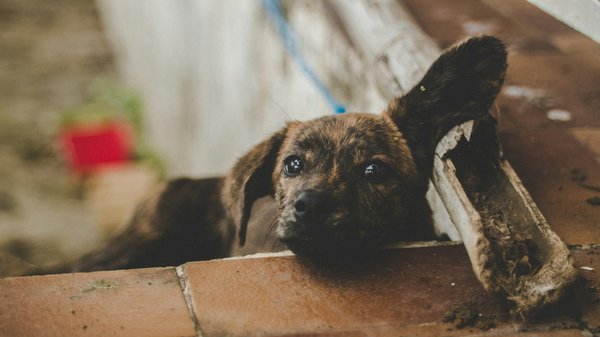 Tout ce qu'il faut savoir sur le chiot shiba inu